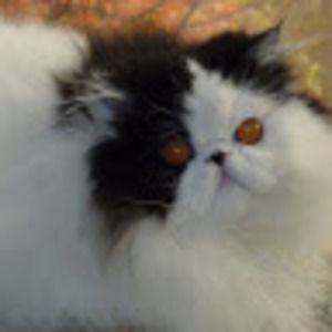 Meet your Posher, Kaja